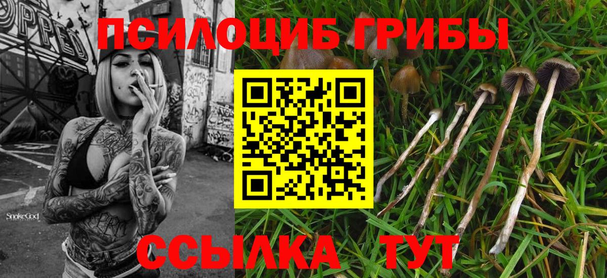 Галлюциногенные грибы Psilocybe Мариинск